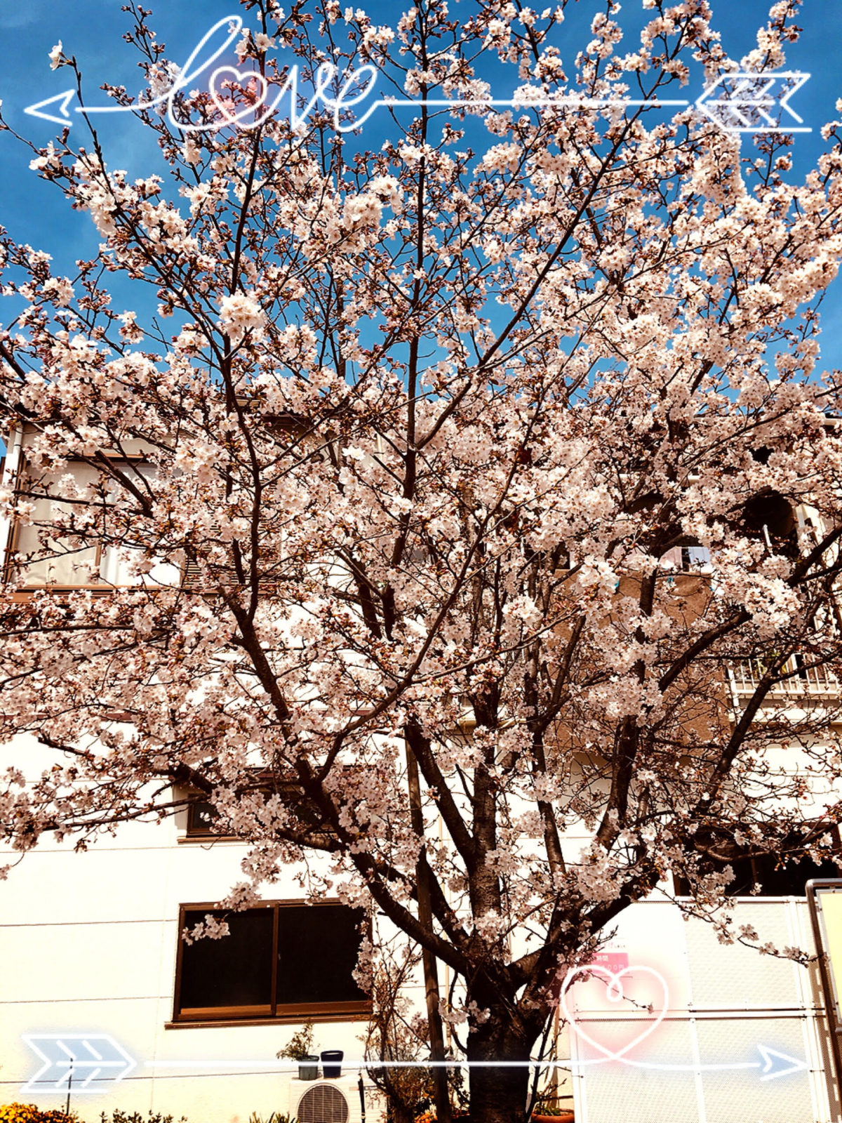 ブログ用　桜2